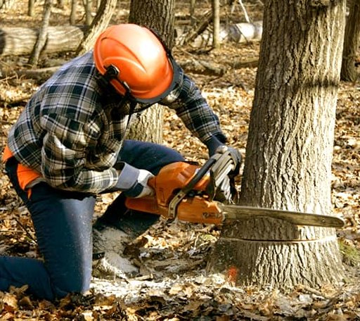 Tree Removal in Hamshire, TX